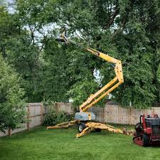 Professional Tree Removal and Landscaping Services in St Vincent College, PA